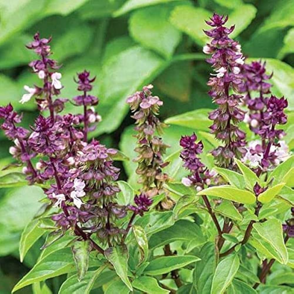 Cinnamon basil grown from organic seeds with spicy-sweet aroma and purple-tinged leaves